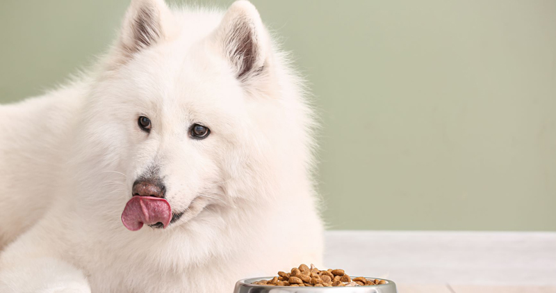 Decoding the Dietary Dilemma for Samoyed