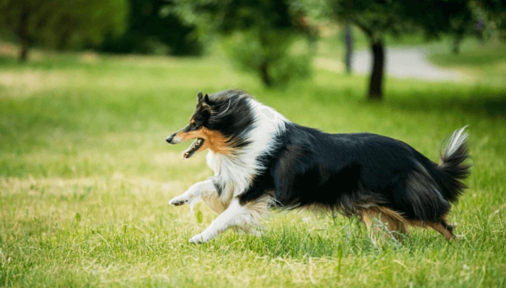 Decoding the Dietary Dilemma for Shetland Sheepdog