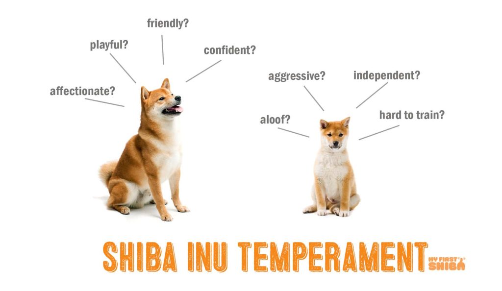 How to select best food for Shiba Inu