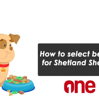 How to select best food for Shetland Sheepdog