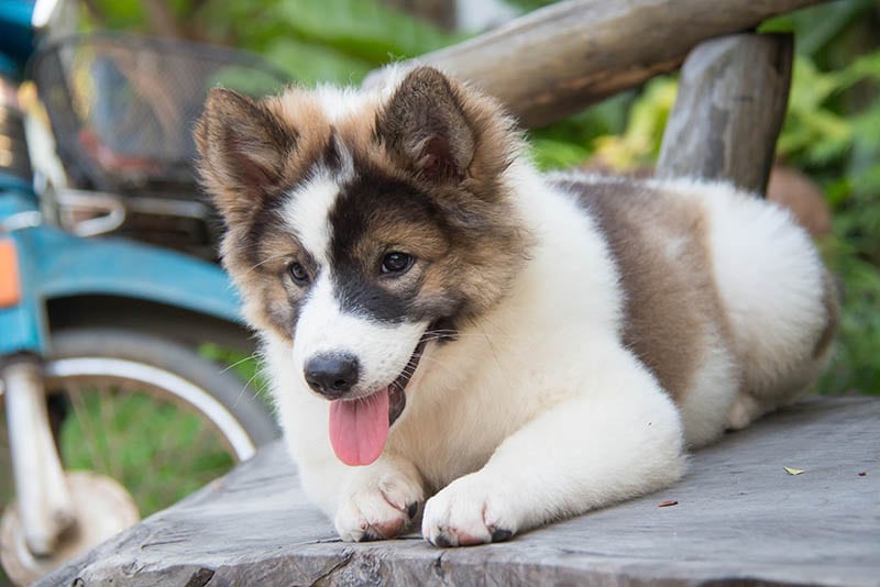 Choosing the Right Commercial Food for Thai Bangkaew Dog