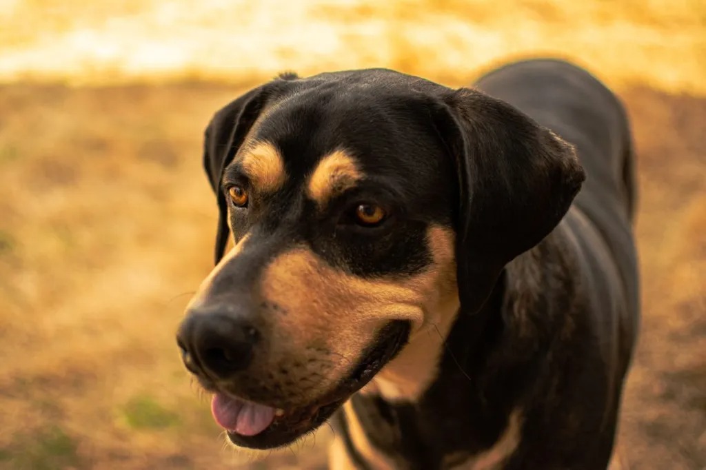 Choosing the Right Commercial Food for Transylvanian Hound