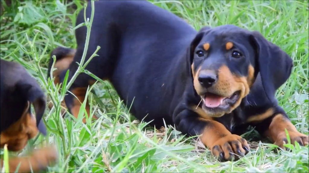 Choosing the Right Commercial Food for Transylvanian Hound