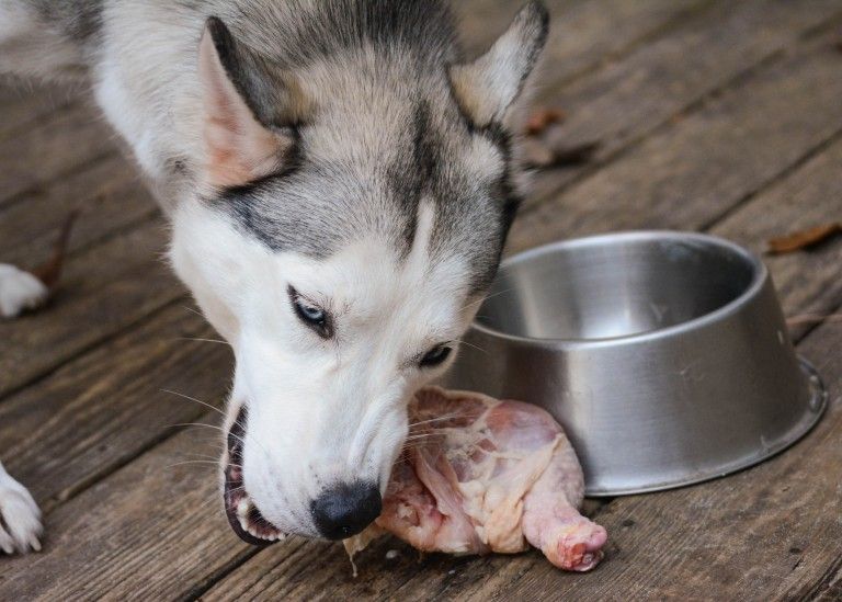 Decoding the Dietary Dilemma for Siberian Husky