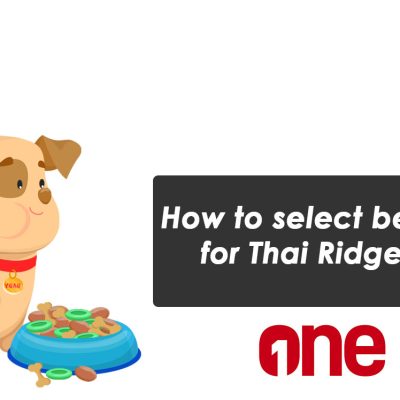 How to select best food for Thai Ridgeback