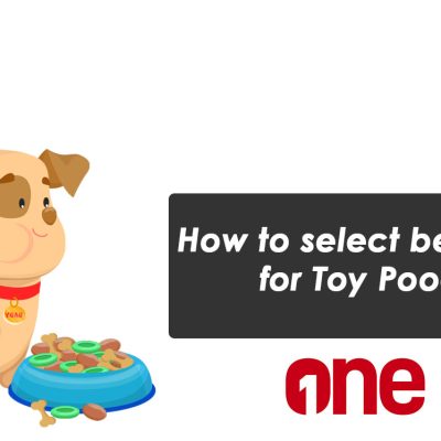 How to select best food for Toy Poodle