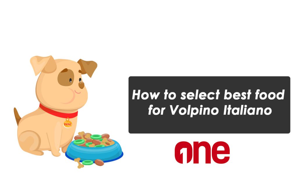 How to select best food for Volpino Italiano