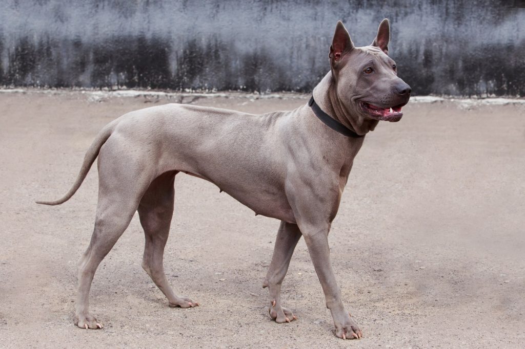 Thai Ridgeback's Nutritional Needs