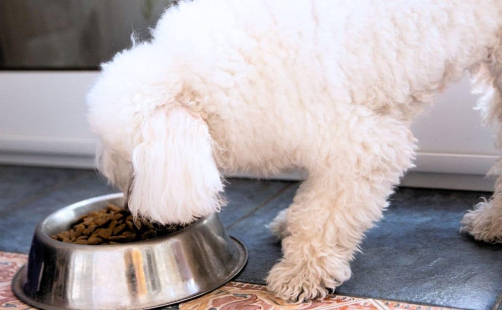 Toy Poodle's Nutritional Needs