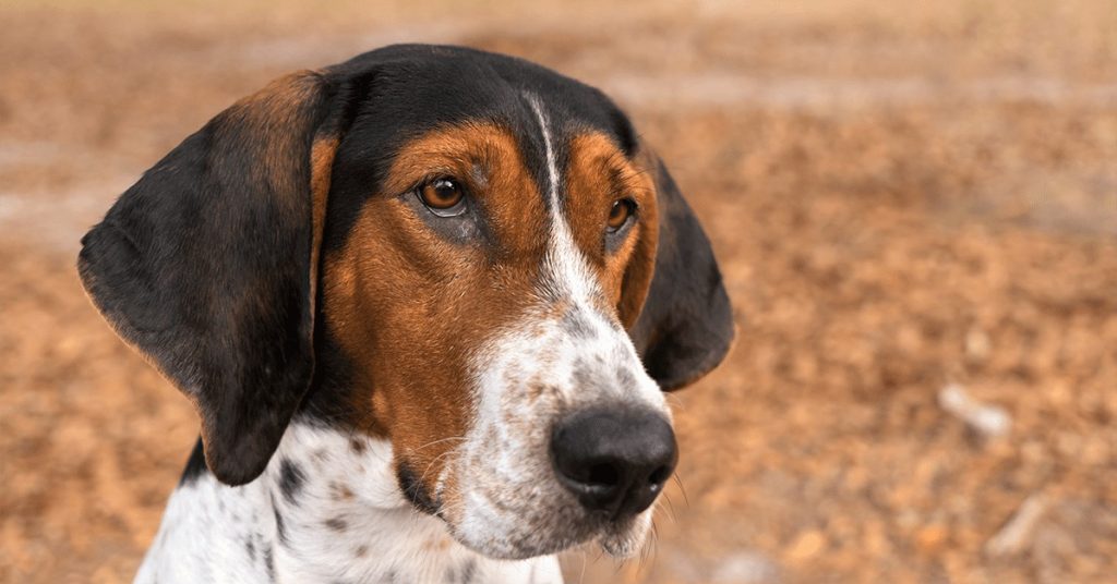 Treeing Walker Coonhounds Nutritional Needs