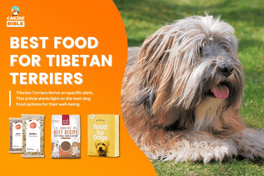Understanding Your Tibetan Terriers Nutritional Needs