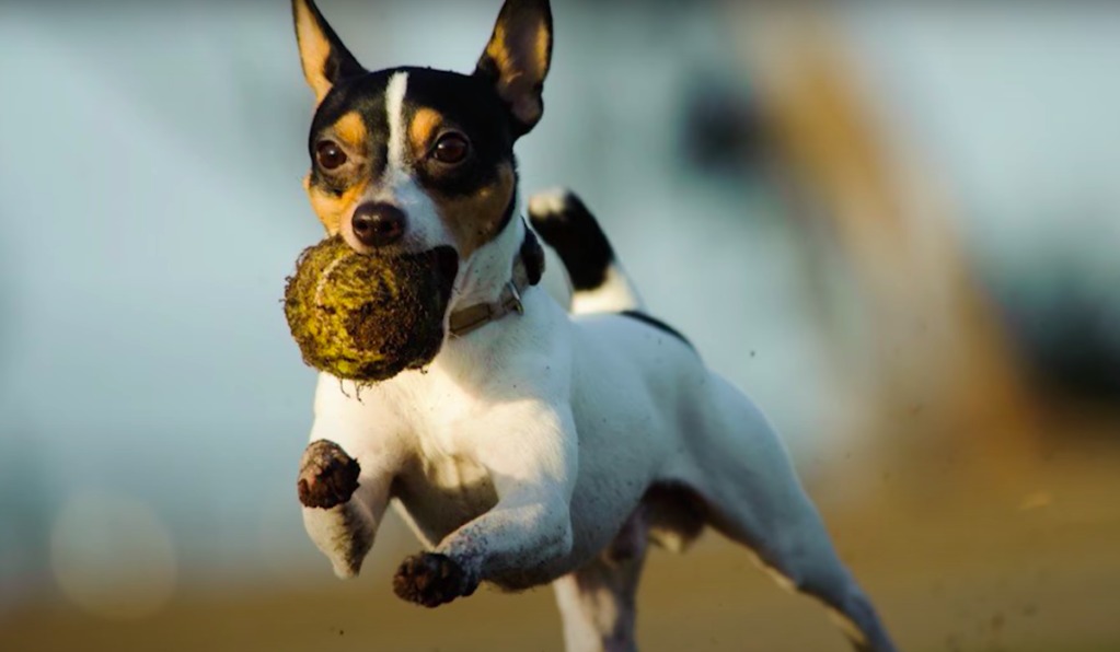 Understanding Your Toy Fox Terriers Nutritional Needs