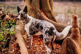 Understanding the Texas Heeler's Unique Needs