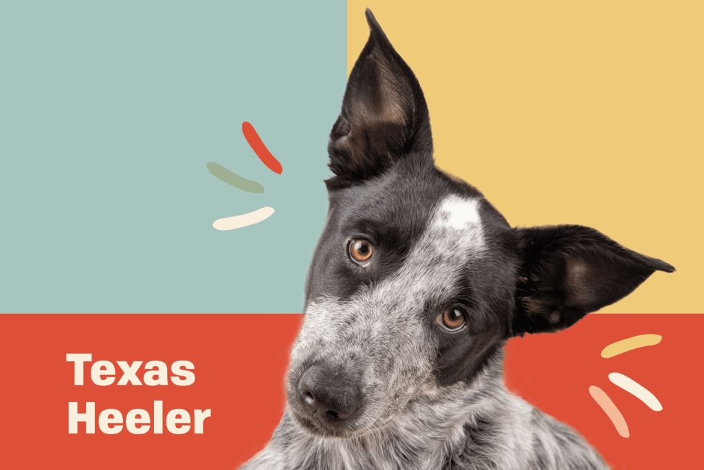 Understanding the Texas Heeler's Unique Needs