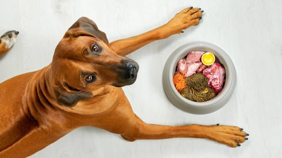 Dog Food Trouble Warning Signs