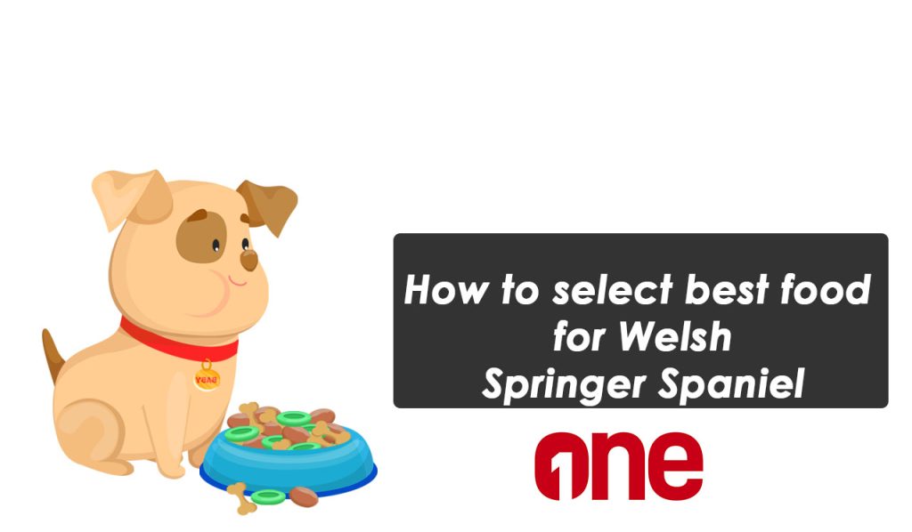 How to select best food for Welsh Springer Spaniel