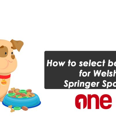How to select best food for Welsh Springer Spaniel