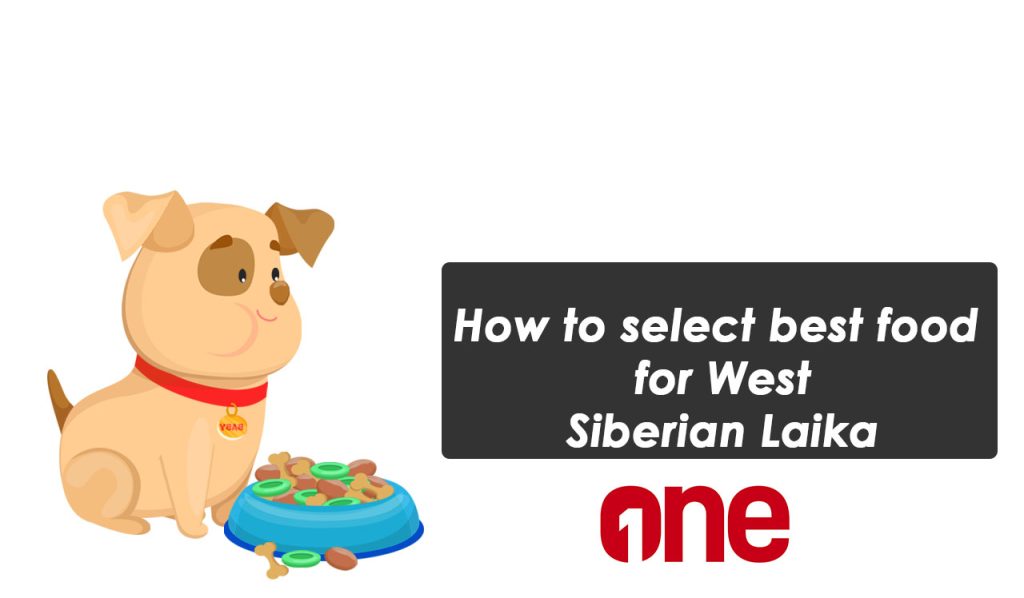 How to select best food for West Siberian Laika