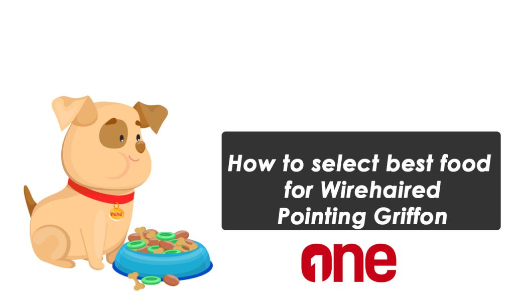 How to select best food for Wirehaired Pointing Griffon