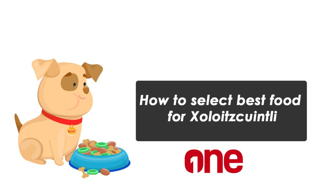 How to select best food for Xoloitzcuintli