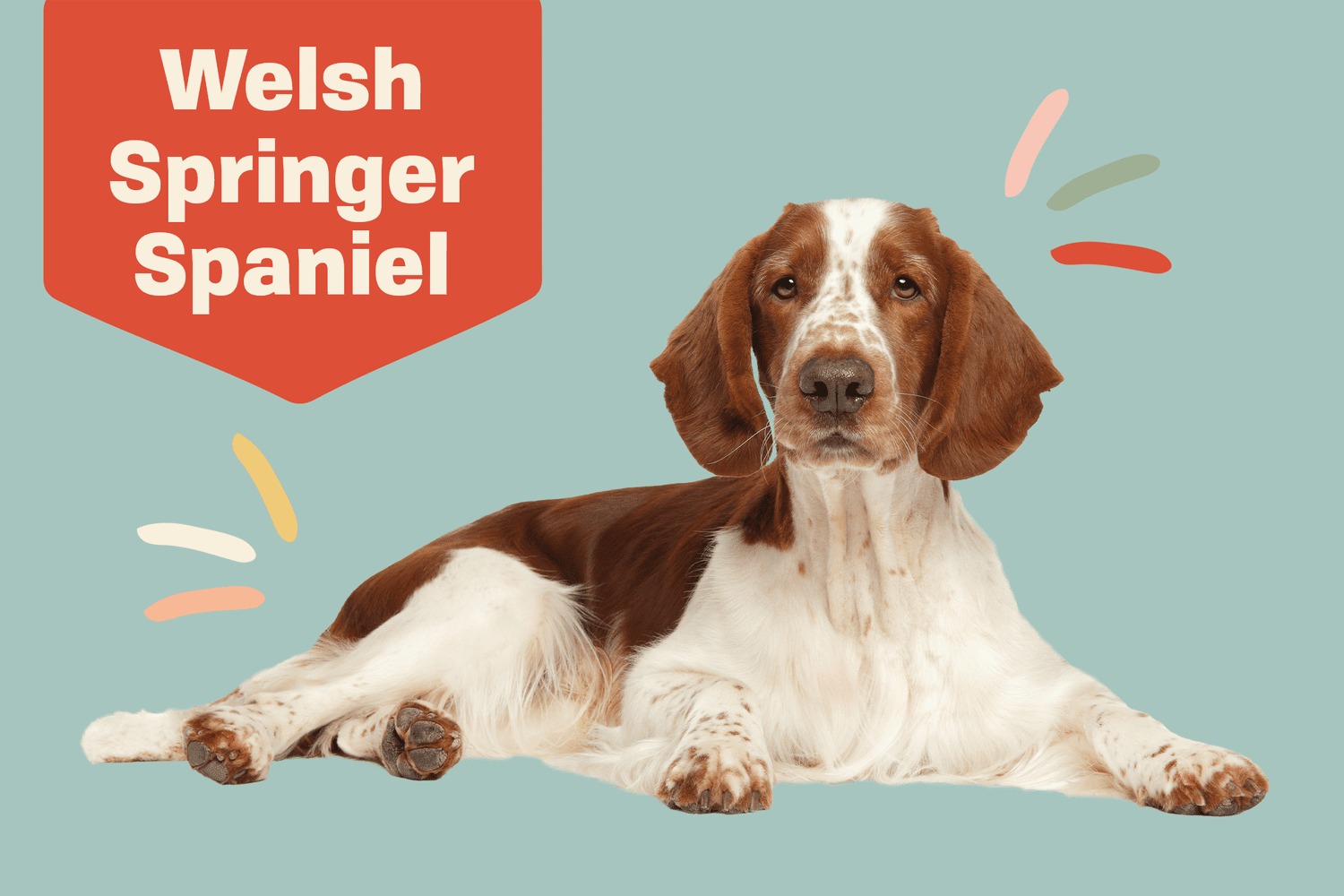 Understanding Your Welsh Springer's Nutritional Needs