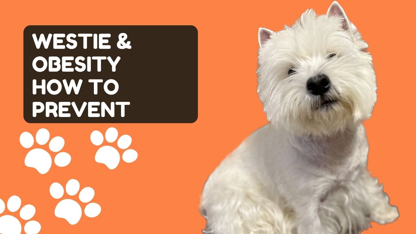 Understanding Your Westie's Dietary Needs