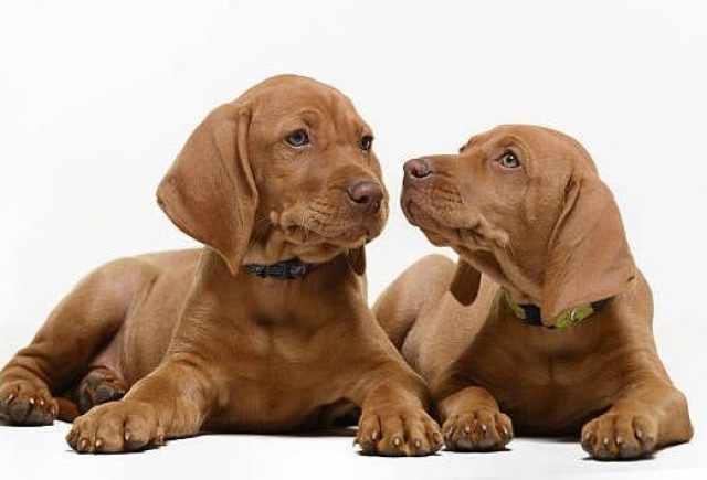 What's on the Menu for Your Vizsla