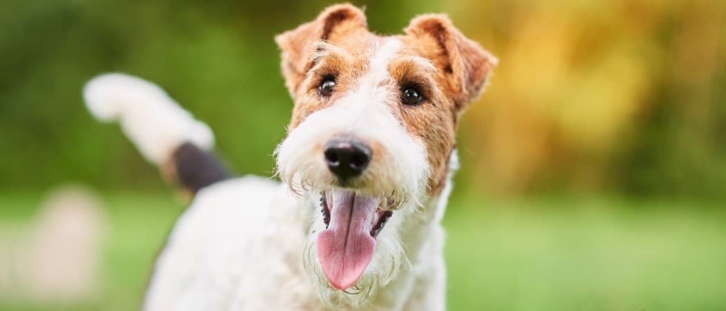 What's on the Menu for Your Wire Fox Terrier