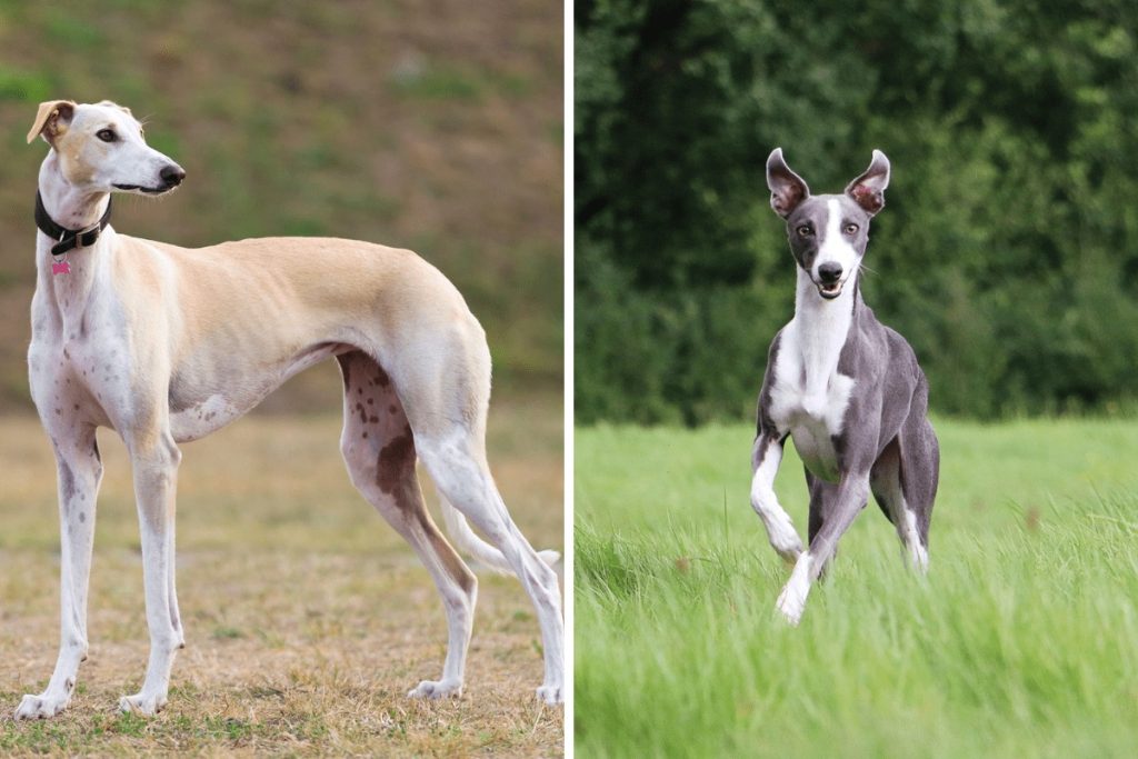 Whippet Nutrition 101