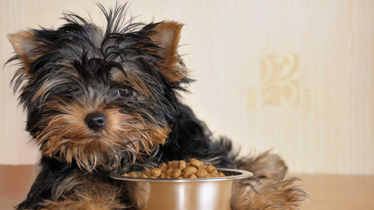 Your Yorkies Dietary Needs